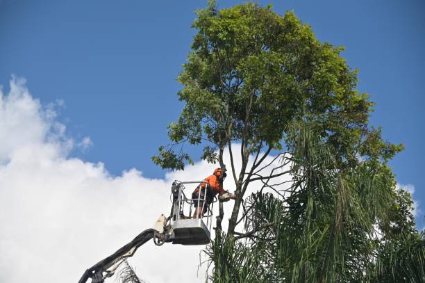 Best Tree Mulching  in Wareham Center, MA