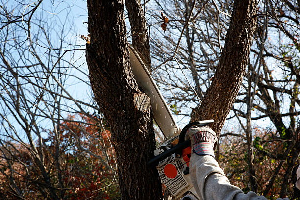 Best Hazardous Tree Removal  in Wareham Center, MA