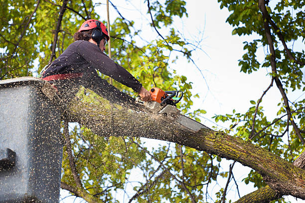 Best Arborist Consultation Services  in Wareham Center, MA