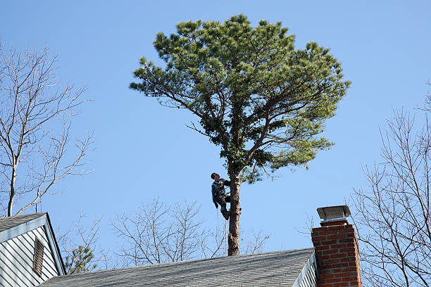 How Our Tree Care Process Works  in  Wareham Center, MA